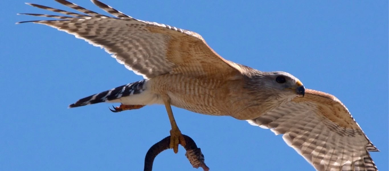 Γεράκι αρπάζει drone - Το πέρασε για… φαγητό! (βίντεο)